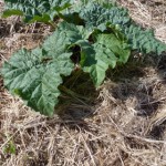 paillage de rhubarbe