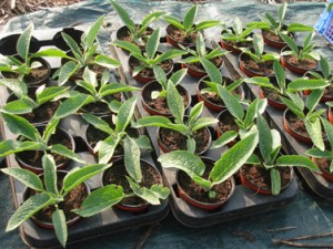 Plants de consoude préparés à partir de mes propres boutures