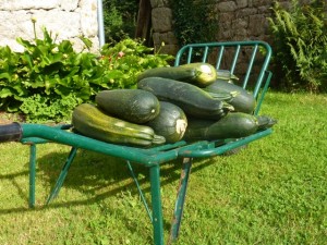 récolte de courgettes