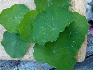 la capucine utile au ujardin