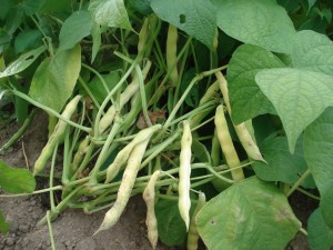 coco paimpolais baratin