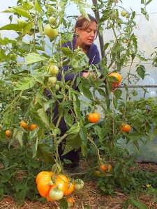 entretien des tomates
