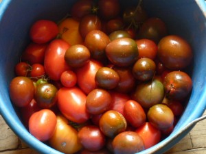 tomates à ketchup