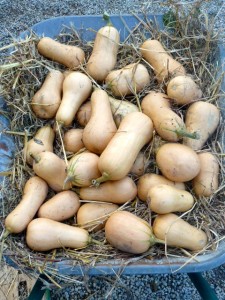  courges butternut