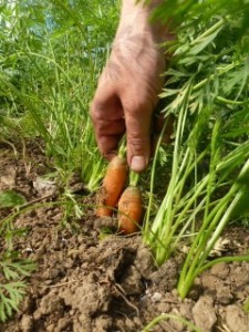 jeunes carottes