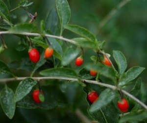 baie de goji baies de gojis