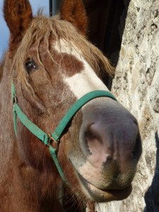 fumier de cheval
