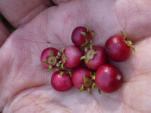 fruit du goyavier du Chili