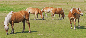 dermite estivale des chevaux