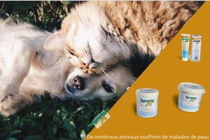 Gel-anti-dermite-chiens-chats