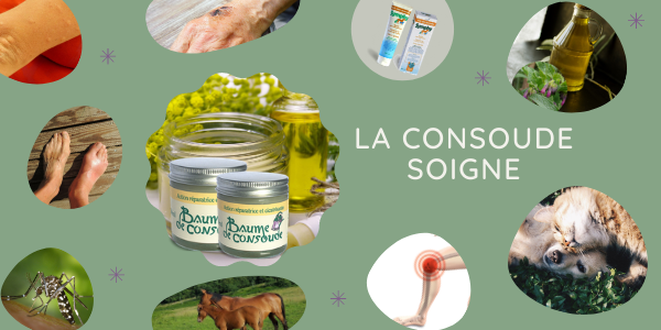 la consoude soigne